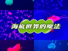 -深圳野生动物园