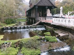 -Local泰莲庭(虹鳟鱼店)