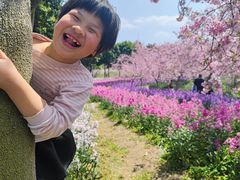 -天适樱花悠乐园