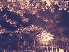 -武汉大学-樱园
