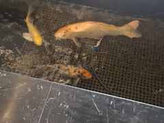 -北川羌城旅游区