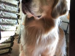 -百好乐宠物友好餐厅(朝外大街店)