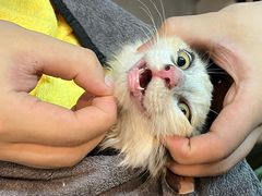 -御宝贝·A梦猫科宠物医院(国际猫友好医院)