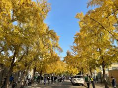 -三里屯东五街银杏大道