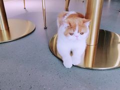 -飞行喵MR PILOT|猫舍·猫咖(静安大融城店)
