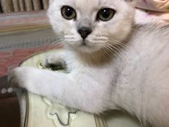 -猫大福·Fortune Cat猫舍(百子湾店)
