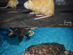 -泉城欧乐堡海洋极地世界