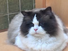 -帕帕拉兹宠物(亚洲旗舰店)