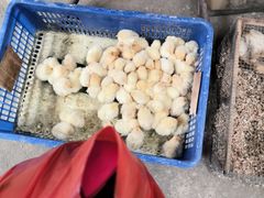 -中环花鸟鱼虫市场
