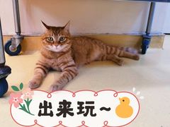 -芭比堂动物医院·犬猫全科·异宠专科(雁塔分院)