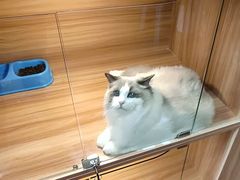 -猫十亿·布偶金渐层·曼基康矮脚猫舍(青年路店)