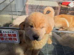 -中环花鸟鱼虫市场