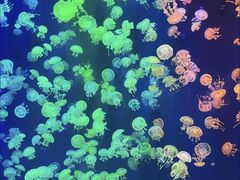 -成都浩海立方海洋公园