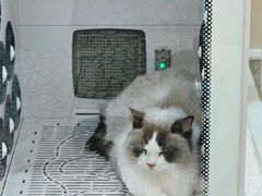 -momokira米努特·德文卷毛猫·棉花面纱犬