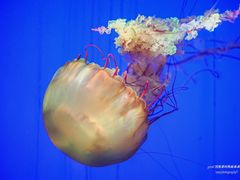 -上海海洋水族馆