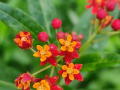 -中国科学院华南植物园