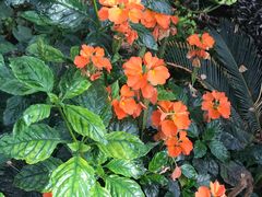 -国家植物园南园