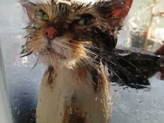 -十年猫舍·猫咪专门店(普陀店)