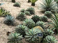 -东莞植物园