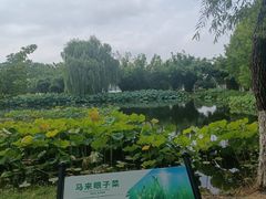 -金银湖国家城市湿地公园