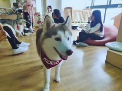 -Husky Go! 哈士奇体验馆·宠物咖啡厅狗咖