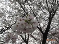 -武汉大学-樱园