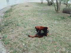 -合肥野生动物园
