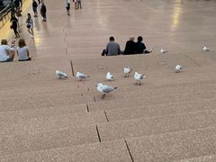 -悉尼歌剧院