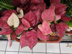 -大润发(梅兰东路店)