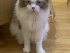 -滚猫咖啡·猫咖·猫友好撸猫(未来城店)