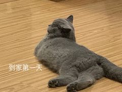 -猫大福·Fortune Cat猫舍(百子湾店)