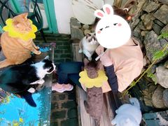 -喵屿·大理花园猫咖