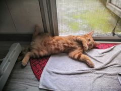 -爱侣宠医·鹦鹉专科·小型哺乳类·异宠专科(灵石路店)