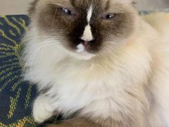 -平行世界·猫咖(首经贸店)