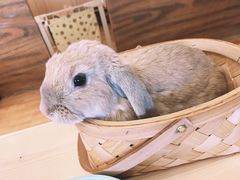 -猫猫幼稚园·撸猫·桌游·电玩