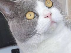 -东方名猫馆·英短金渐层布偶猫舍(环线广场1号楼店)