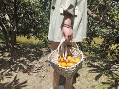 -塘栖枇杷特色园区