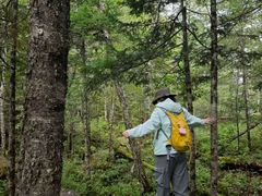 -五营红松林海景区