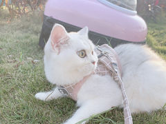 -lincat·猫舍(广州店)
