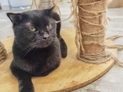 -楼上猫咖(罗湖店)