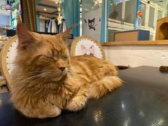 -猫小院猫主题咖啡厅(北锣店)