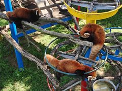 -西霞口神雕山野生动物世界