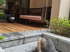 -上海崇明金茂凯悦酒店