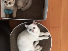 -东方名猫馆·英短金渐层布偶猫舍(环线广场1号楼店)