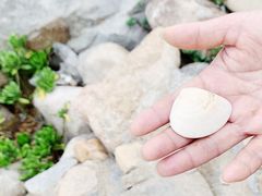 -广东惠东海龟国家级自然保护区