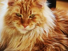 -猫腻·猫咖·撸猫馆(星光大道店)