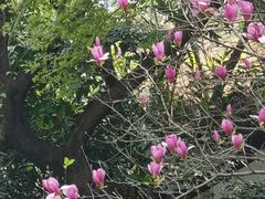 -广州兰圃