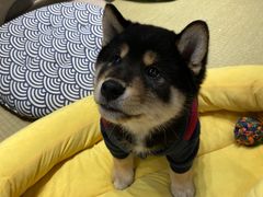 -逗柴咖啡屋·狗咖猫咖宠物桌游