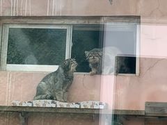 -青藏高原野生动物园