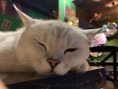-Heymao猫咖.咖啡厅(东门店)